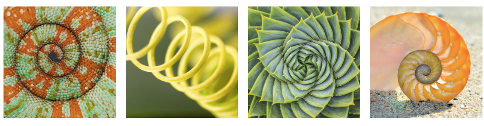 simbologia resilienza